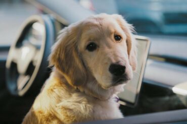 Dog Mode Cabin Camera