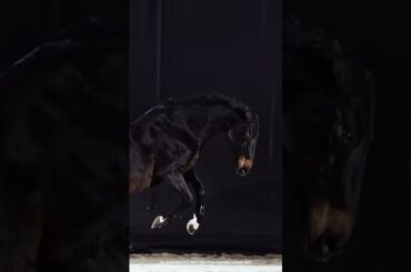 Celebrating National Horse Day | Ford #shorts