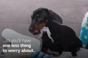 VW Aftersales Winter Offer 2022 – Good Boy