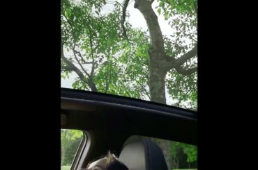 MITSUBISHI ASX ～ Interior ～