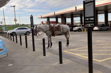 Spotted this beauty at the gas station. I don’t think it’s a mustang? Decent horsepower though…