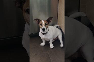 Your dog: featuring the keyless access! 🐕 The vehicle displayed shows optional equipment.