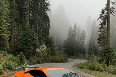 Forest drive in my Performante [1929 x 3024]