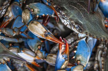 Scientists have discovered a way to make 'shellfish batteries'