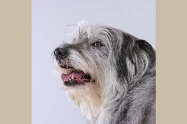 New Citroën Berlingo - Trailer Stability Control - La Traction Créative