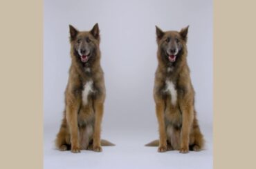 New Citroën Berlingo - Intelligent Beam Headlights - La Traction Créative