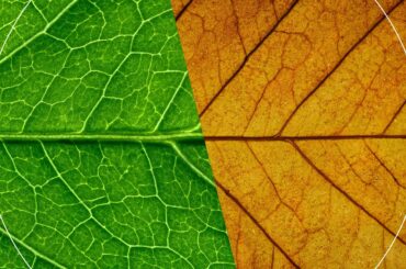 BEYOND ZERO | Exterior Badge Plants ver. | Toyota