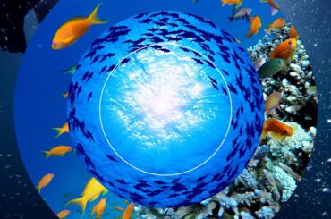 BEYOND ZERO | Exterior Badge Ocean ver. | Toyota