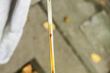 Is this oil level too much?Toyota vitz ksp90