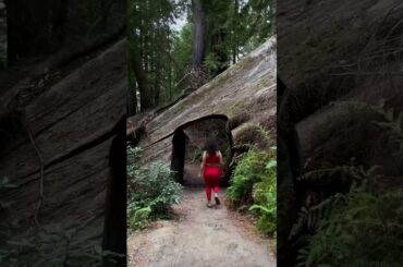 From the Road to the Redwoods | Ford #Bronco #Shorts