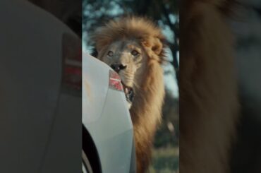 No matter how wild life gets, #BMWService is here to help. #WhateverHappens