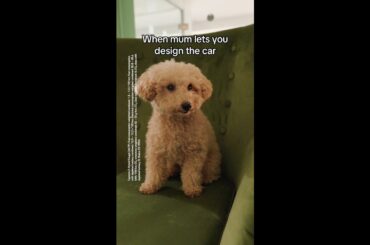 The pawfect Porsche for your puppy #shorts