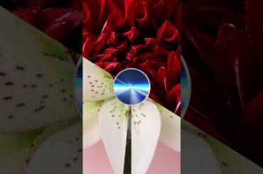 BEYOND ZERO | Exterior Badge Mix ver. | Toyota