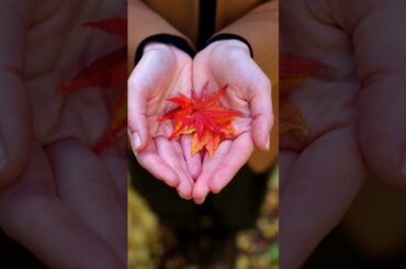 BEYOND ZERO | Autumn Leaves Transition to Full Color ver.| Toyota