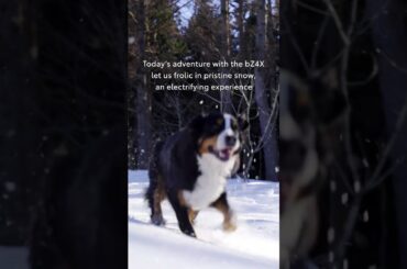 BEYOND ZERO | bZ4X Winter Dog Walking ver. | Toyota
