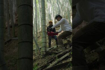 Lexus New Materials | Bamboo Teaser
