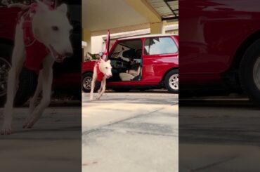 When the squad pulls up. 🐶 🐕 🐶