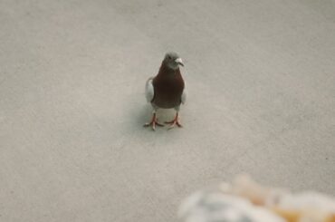 El Evento de Aciertos de Volkswagen | "Hot Dog"