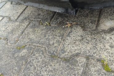 What's this Part called below the license plate ?