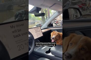 Tesla Dog Mode is a game changer