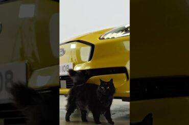 There's a New Cat on the Block... #Shorts