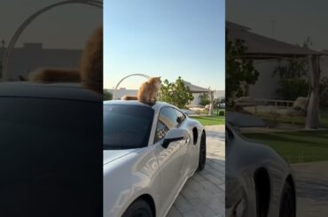 Upgrading the cardboard box #shorts