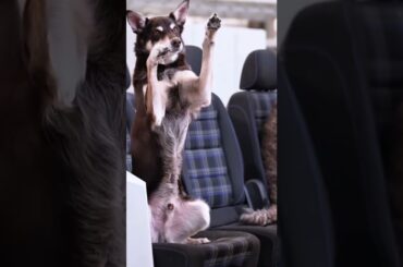 The all-new Tayron. Space for every buddy and every bone. 🐶 Ready for life in all its sizes.