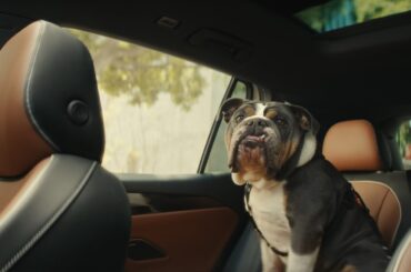 The 2025 Volkswagen Tiguan | The Dogs