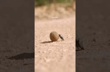 Turns up late and still gets all the attention 👀 @volkswagen #Polo50 #VW #volkswagen