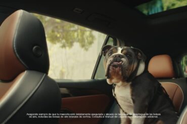 El Volkswagen Tiguan 2025 | Los Perros