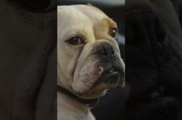 Pedigree performance at the @GoodwoodRR #FOS. #Audi #AudiQ6 #VorsprungDurchTechnik