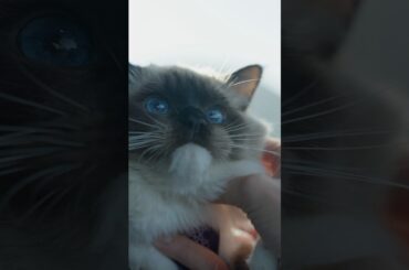 Dog Mode is for Cats too