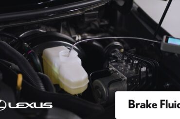 Lexus Service - Brake Fluid | Lexus