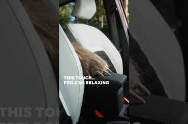 #NewCitroënC3Aircross - Bear ASMR