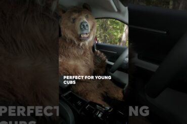 #NewCitroënC3Aircross - Bear’s confession