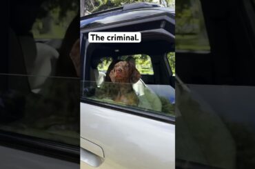 Caught Red-Pawed 🐾 #MINI #youtubeshorts