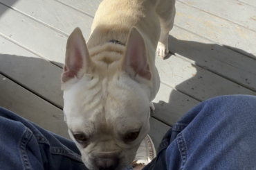 Sunday morning fetch with Bruce a.k.a. Brubaker…….. my baby I’m the background