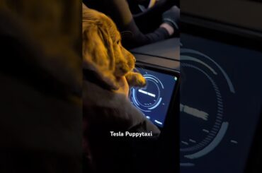 Tesla Puppytaxi