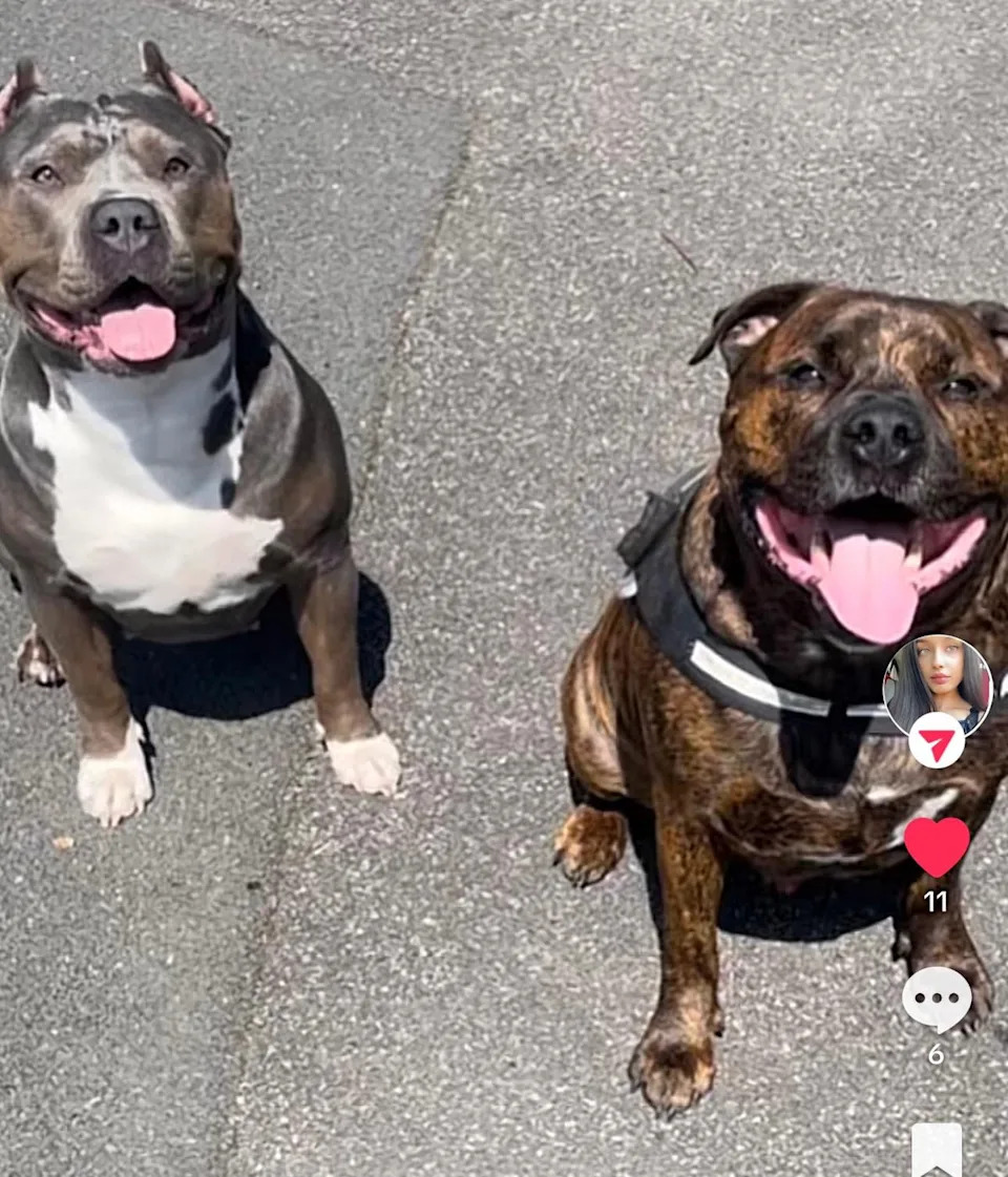 Natasha and Karlo’s two dogs, Tyagi and Medusa, were also killed in the fatal fire (Family handout)