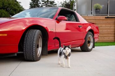 Why do cats like Trans Ams?