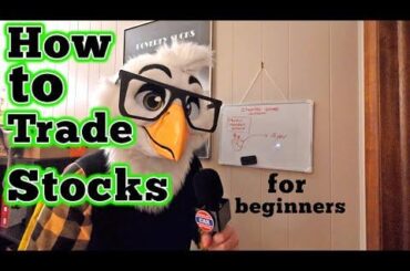 How to Trade Stocks for beginners: Finance Bird #stocks #finance #furry #fursuit #financebird by Regular and Roman