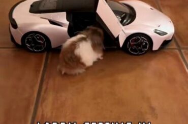 Why do hamsters like Maseratis?