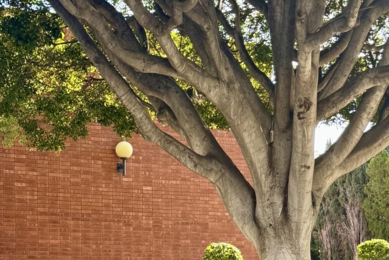 Perfectly spec’d [Mercedes AMG GT 63 S E] streetparked