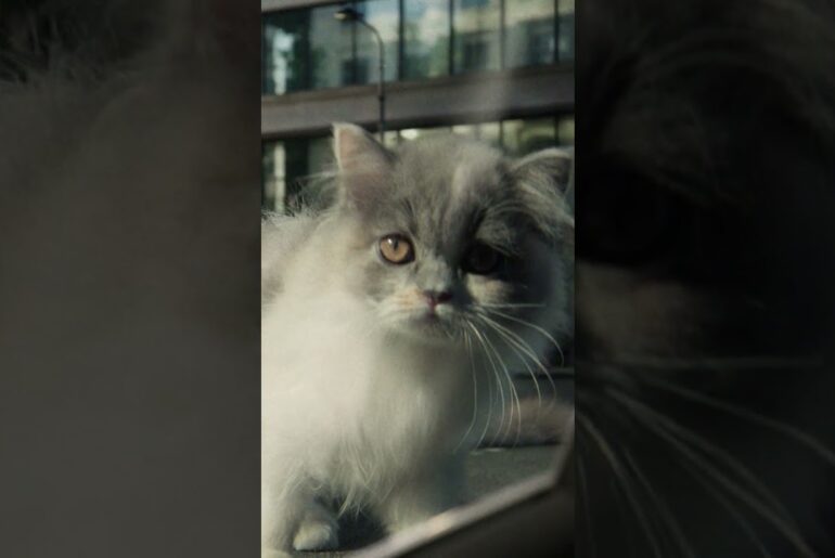 New Peugeot 308 and New Peugeot 308 SW | The Lion is Coming