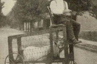 1930's goat powered vehicle