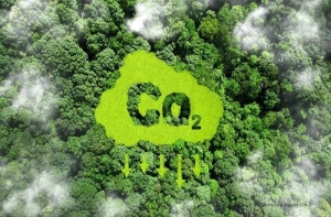 Vietnam’s forest carbon credits draw global interest