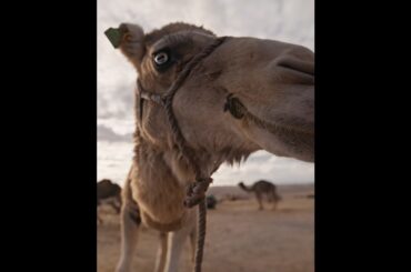 Tesla is now in Africa | Morocco launch