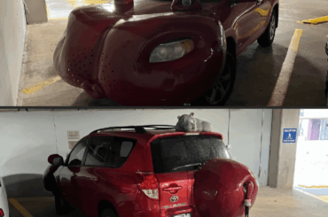 Toyota Rav4 Hippo edition
