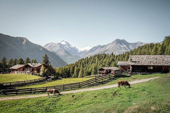 A larch-studded meadow in the picturesque Austrian alpine region of Grossglockner.