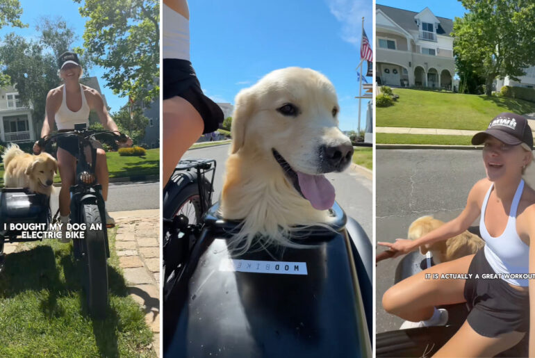 'Why is this the cutest dog I've ever seen!?'